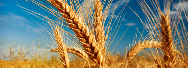 Tarsim’in Logları TRCroot’ta
